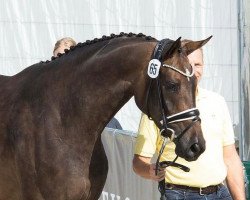 dressage horse Zahara Ls (Hanoverian, 2018, from Blue Hors Zackerey)