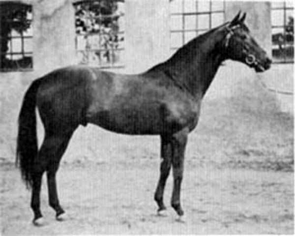 stallion Darbhanga xx (Thoroughbred, 1942, from Dastur xx)