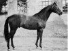 stallion Darbhanga xx (Thoroughbred, 1942, from Dastur xx)