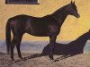 stallion Cosmos xx (Thoroughbred, 1955, from Darbhanga xx)
