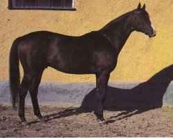 stallion Cosmos xx (Thoroughbred, 1955, from Darbhanga xx)