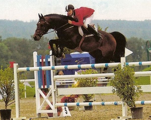 Pferd Sir Libero (Schweizer Warmblut, 1993, von Libero H)