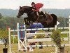 stallion Sir Libero (Swiss Warmblood, 1993, from Libero H)
