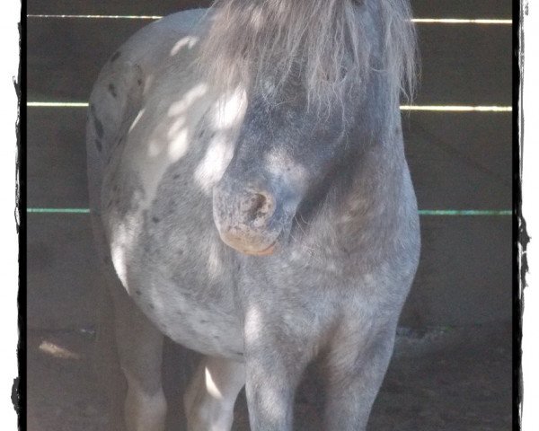 Pferd Painted Apache of Bavarian Sea (Dt.Part-bred Shetland Pony, 2011, von Sören van de Sanjesreed)