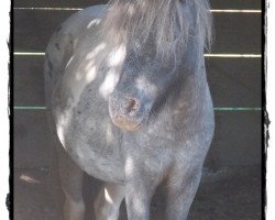 horse Painted Apache of Bavarian Sea (Dt.Part-bred Shetland pony, 2011, from Sören van de Sanjesreed)