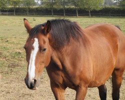 broodmare Inella (KWPN (Royal Dutch Sporthorse), 1990, from Nimmerdor)