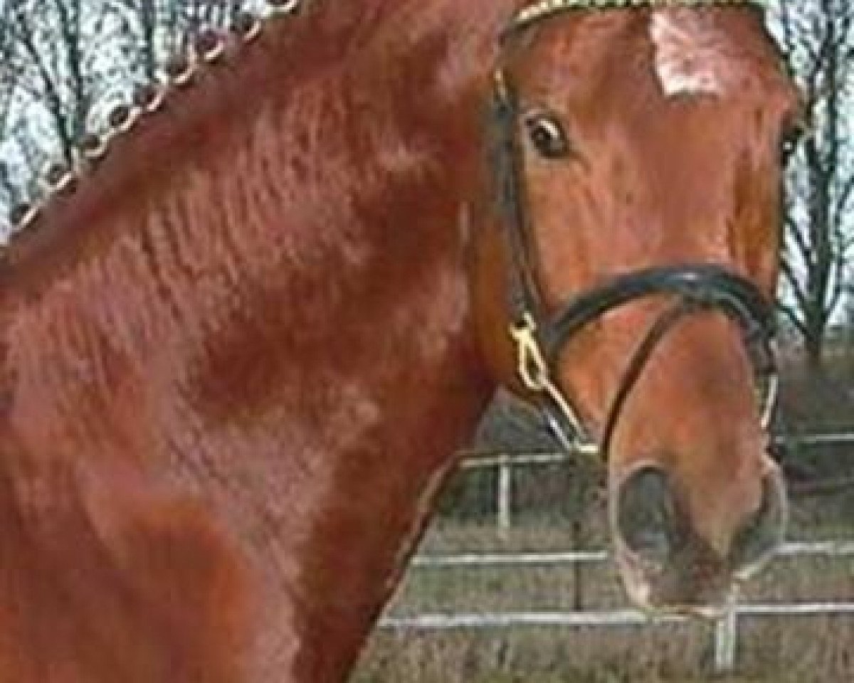 stallion Alpaschino (Brandenburg, 1995, from Argentinus)