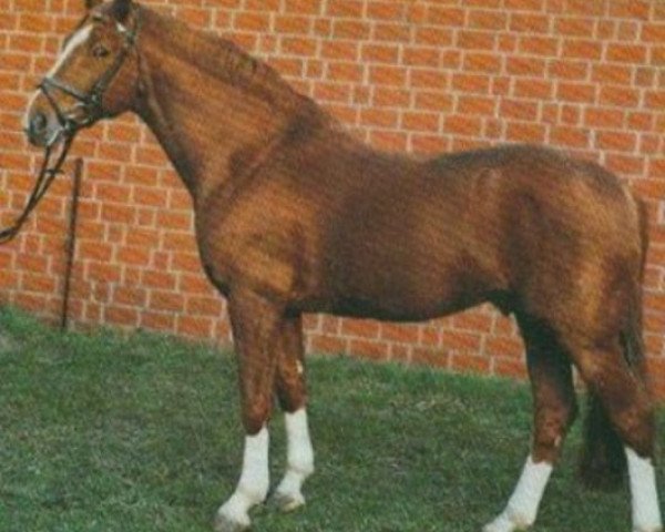 stallion Brutus (Hanoverian, 1981, from Bolero)