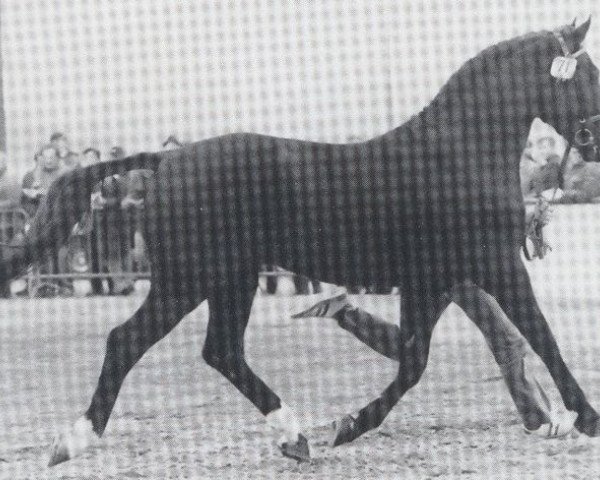 stallion Fuerst Ferdi (Hanoverian, 1975, from Fürst Ferdinand)