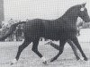 stallion Fuerst Ferdi (Hanoverian, 1975, from Fürst Ferdinand)