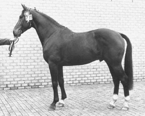 stallion Nepal (Royal Warmblood Studbook of the Netherlands (KWPN), 1972, from Pericles xx)