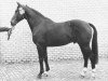 stallion Nepal (Dutch Warmblood, 1972, from Pericles xx)