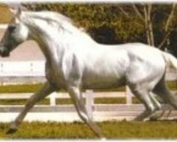 Pferd Leviton (Pura Raza Espanola (PRE), 1970, von Agente)
