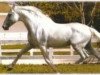 horse Leviton (Pura Raza Espanola (PRE), 1970, from Agente)