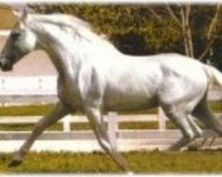 horse Leviton (Pura Raza Espanola (PRE), 1970, from Agente)