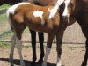 horse Copabella Vivid (ISSA Cob (Australia), 2011, from Copabella Visage)