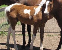 Pferd Copabella Vivid (ISSA-Warmblut (Australien), 2011, von Copabella Visage)