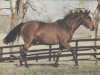 broodmare KD Princess xx (Thoroughbred, 1971, from Bold Commander xx)