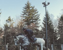 broodmare Zharley (Zangersheide riding horse, 2016, from Zirocco Blue)