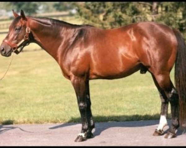 stallion Conquistador Cielo xx (Thoroughbred, 1979, from Mr. Prospector xx)