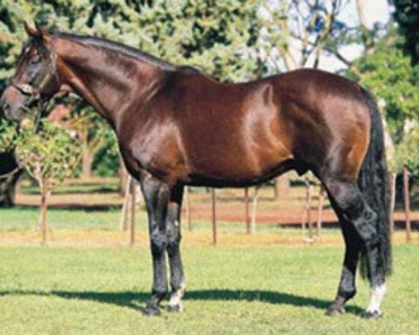 stallion El Moxie xx (Thoroughbred, 1986, from Conquistador Cielo xx)