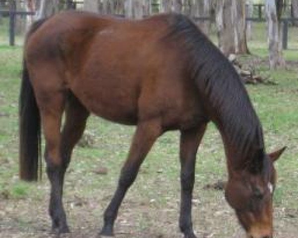 broodmare Royal Native xx (Thoroughbred, 1998, from El Moxie xx)