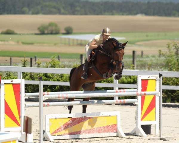 jumper Saphir 392 (German Sport Horse, 2006, from Saccor)