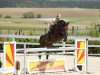 jumper Saphir 392 (German Sport Horse, 2006, from Saccor)