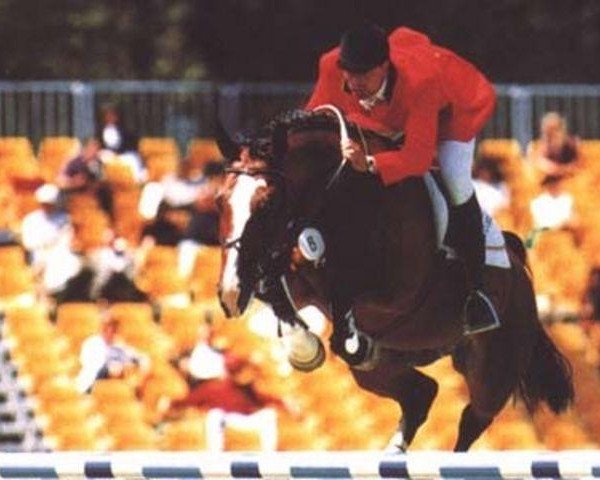 stallion Avontuur (KWPN (Royal Dutch Sporthorse), 1982, from Jasper)