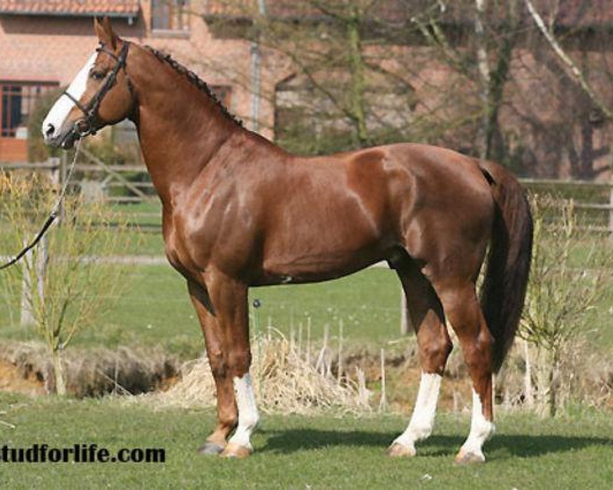 stallion Ogano Sitte (Belgium Sporthorse, 1998, from Darco)