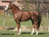 stallion Ogano Sitte (Belgium Sporthorse, 1998, from Darco)