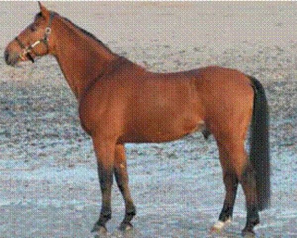 stallion Cacao Courcelle (Selle Français, 1990, from Jalisco B)