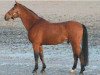 stallion Cacao Courcelle (Selle Français, 1990, from Jalisco B)