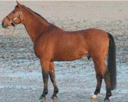 stallion Cacao Courcelle (Selle Français, 1990, from Jalisco B)