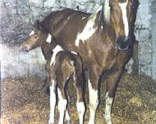 broodmare Laydy III (Selle Français, 1977, from Djibouti)