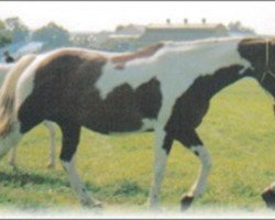 broodmare Volga de Blagny (Selle Français, 1987, from Nidor Platière)