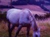 broodmare Mumarilla (KWPN (Royal Dutch Sporthorse), 1994, from Fedor)