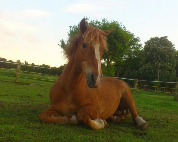 jumper Farina 711 (German Riding Pony, 1992)