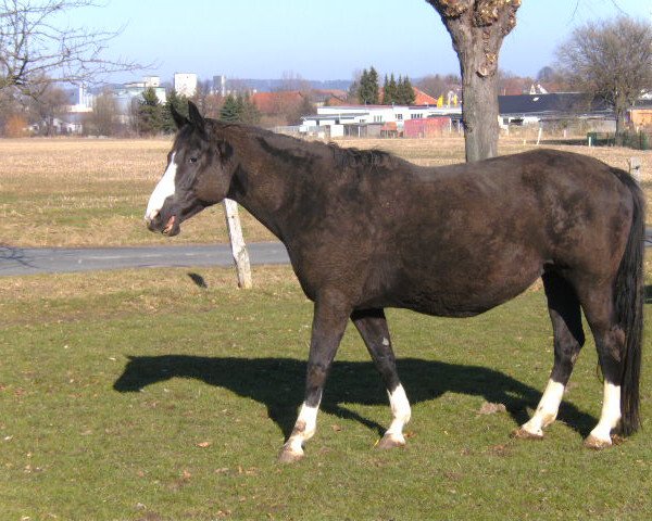 Zuchtstute Laetitia III (Trakehner, 1996, von Tuareg)