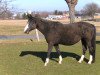 Zuchtstute Laetitia III (Trakehner, 1996, von Tuareg)