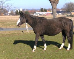 Zuchtstute Laetitia III (Trakehner, 1996, von Tuareg)