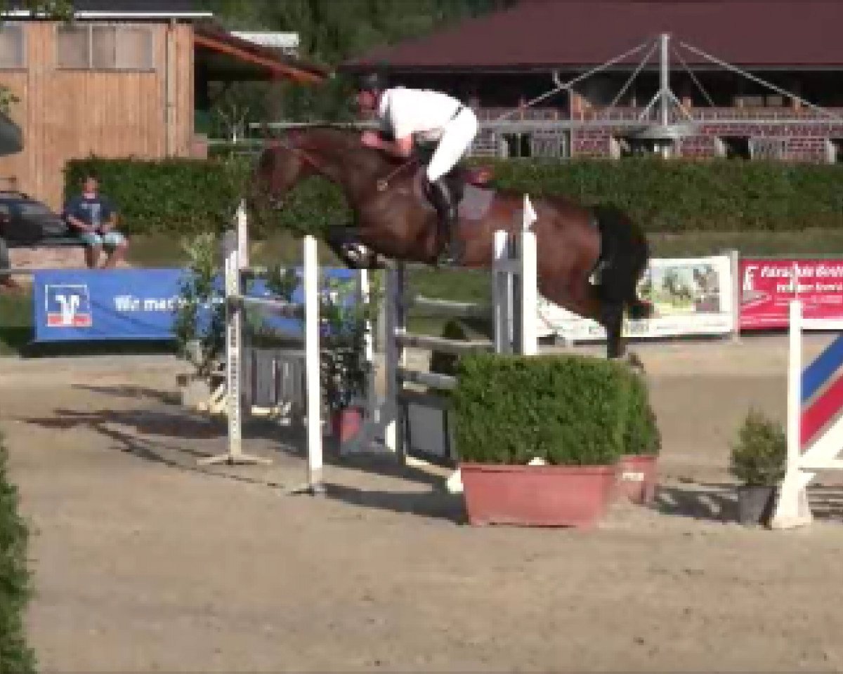 jumper Coco J'Aime La Vie (Danish Warmblood, 2006, from Lorentin I)