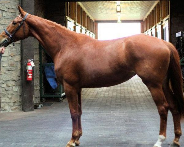 Springpferd Ruby (Oldenburger, 2009, von Royal Prince)