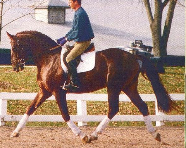 stallion Donnerwerth (Oldenburg, 1991, from Donnerschlag)