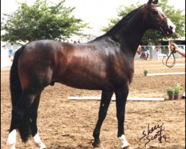 stallion Pablito (Hanoverian, 1994, from Pablo)