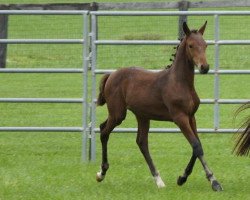 Dressurpferd Pompeii (Amerikanisches Reitpony, 2011, von Popeye)