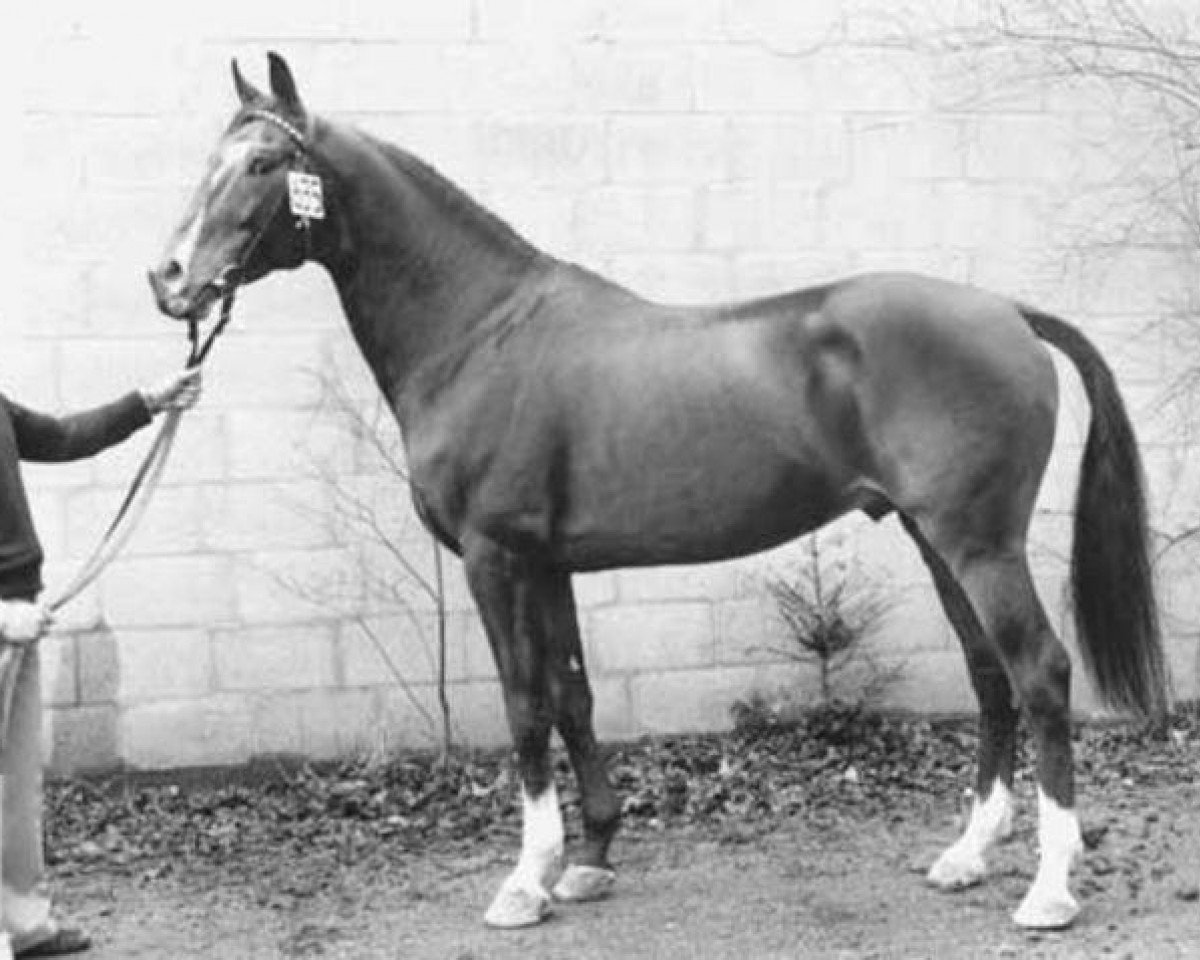 Deckhengst Makelaar (Holsteiner, 1971, von Sable Skinflint xx)