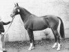 stallion Makelaar (Holsteiner, 1971, from Sable Skinflint xx)