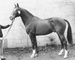 stallion Makelaar (Holsteiner, 1971, from Sable Skinflint xx)