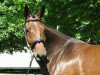 broodmare Honey (Oldenburg, 2001, from Hawathorne)